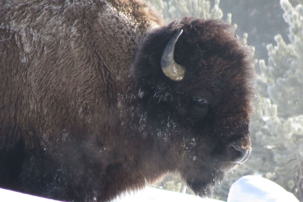 Bison in Snow