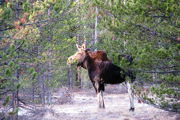 Cow Moose